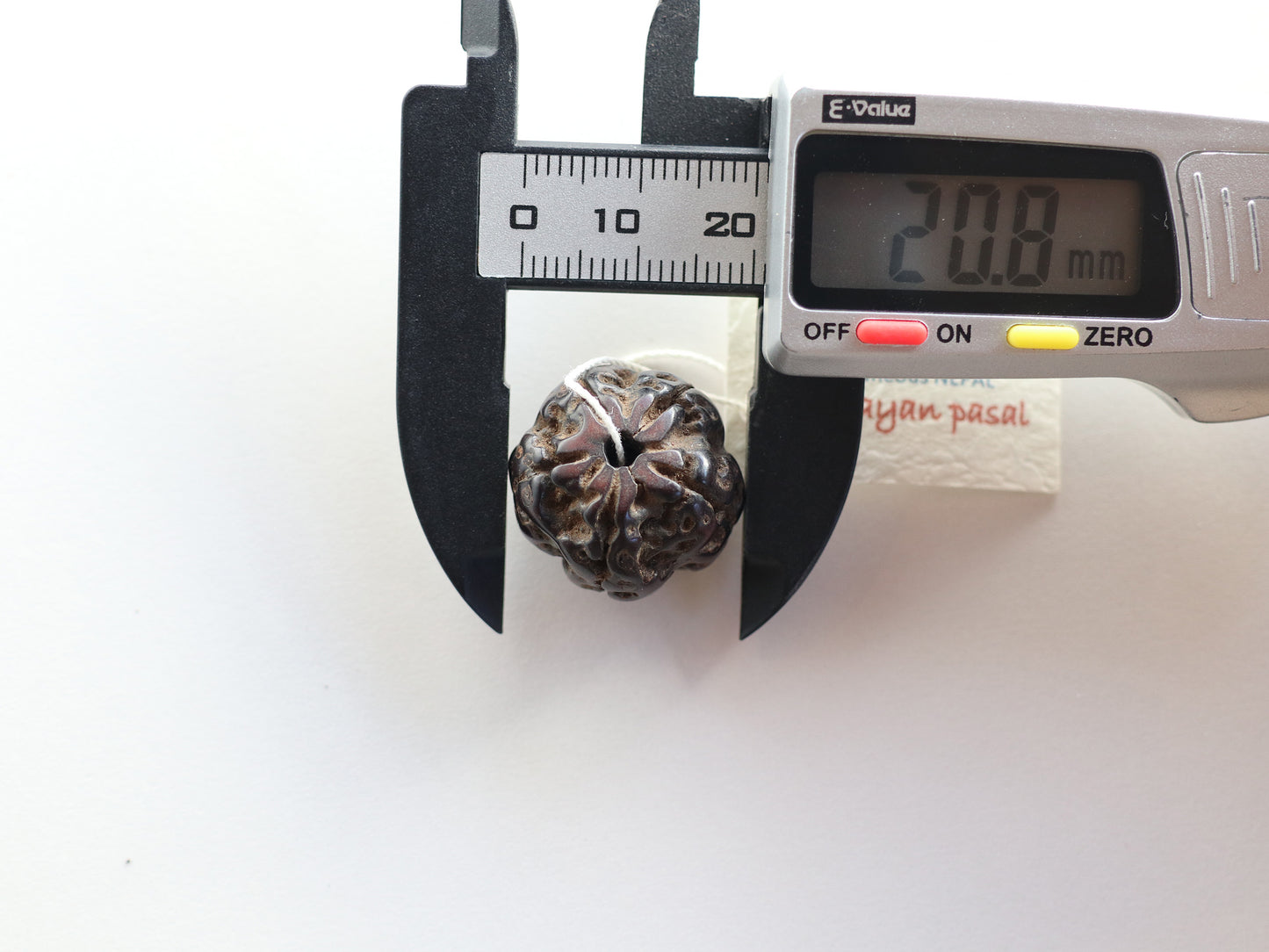 径20.8mm ネパール買付アンティークルドラクシャ 菩提樹の実 PN:RD-S11