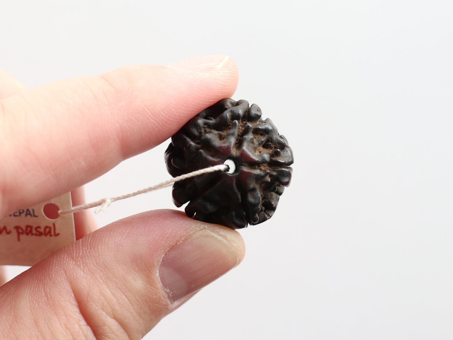 径20.6mm ネパール買付アンティークルドラクシャ 菩提樹の実 PN:RD-R2
