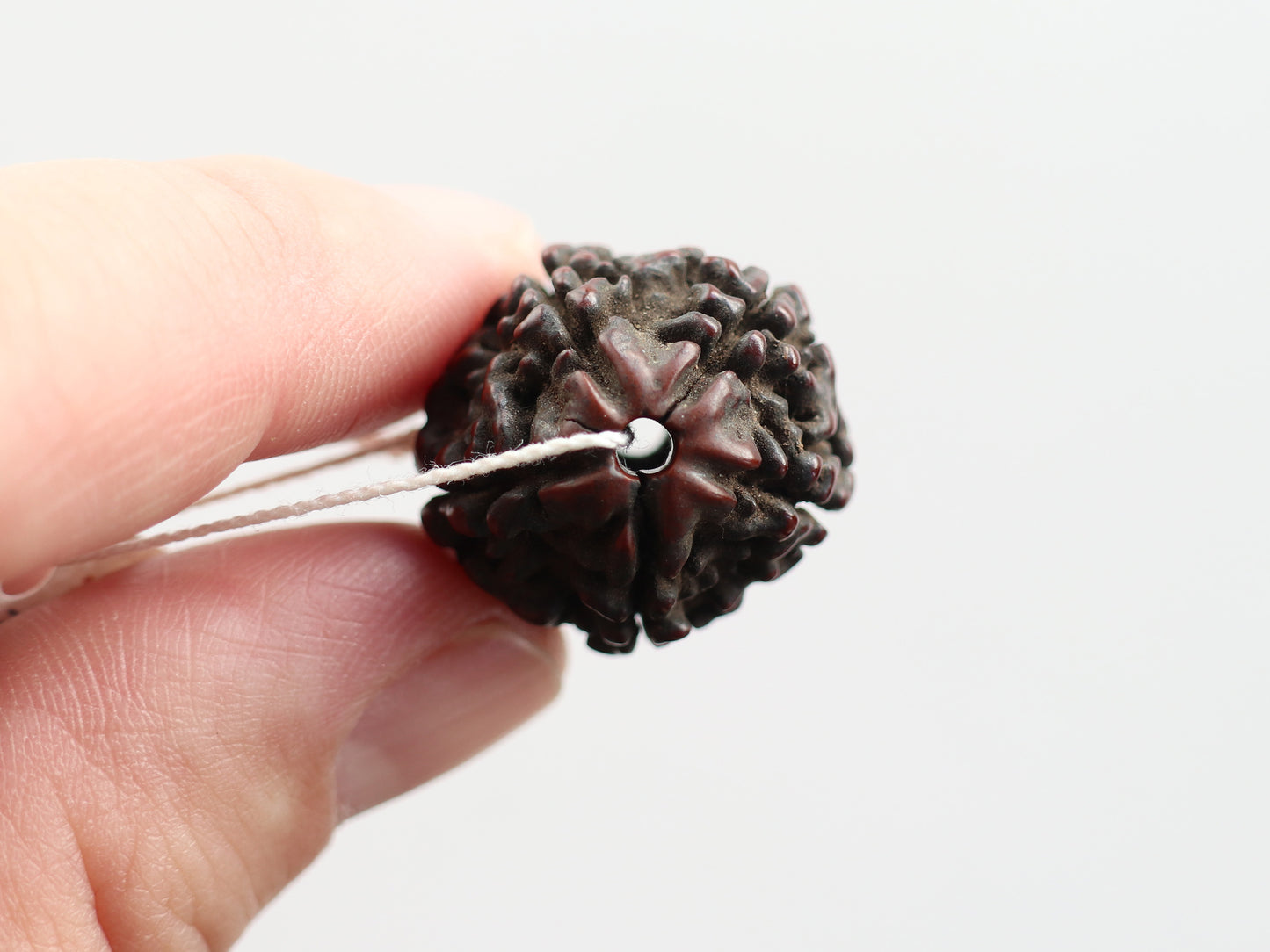 径19.9mm ネパール買付アンティークルドラクシャ 菩提樹の実 PN:RD-U2
