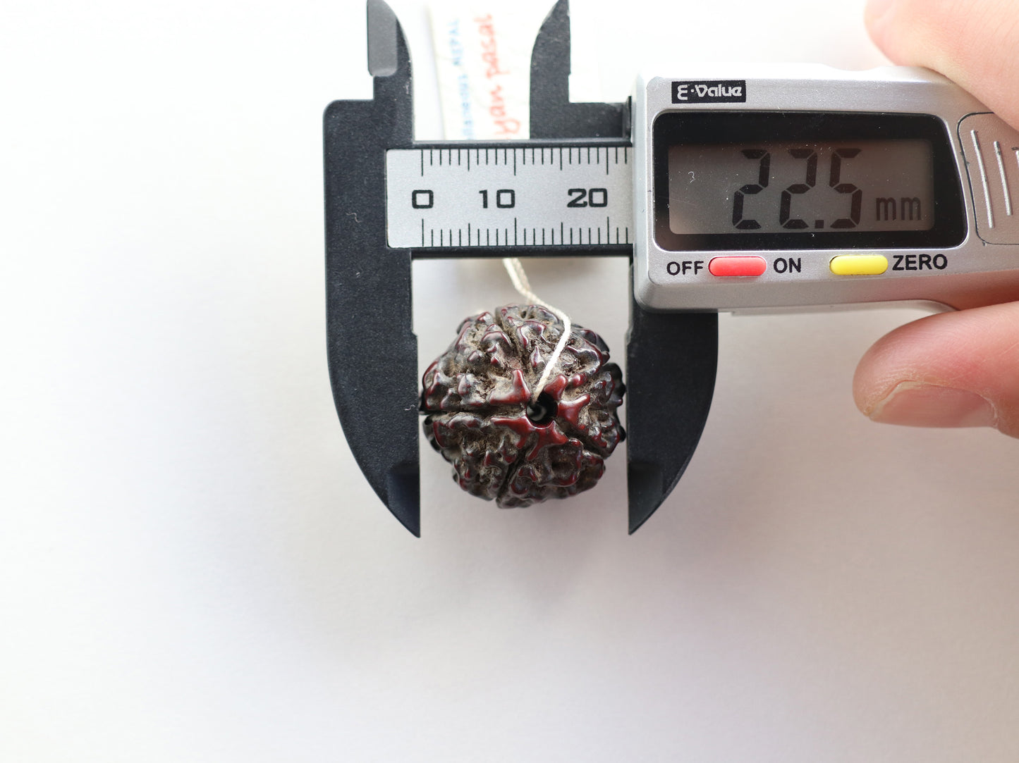 径22.5mmネパール買付 特大 アンティークルドラクシャ 菩提樹の実 PN:RD-W2
